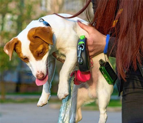 In Feldkirchen-Westerham hat ein Jack Russell Terrier womöglich einen Rattengift-Köder gefressen (Symbolbild). Foto IMAGO/Zoonar.com/Igor Radchenko