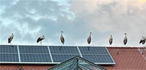 Mit gehörigem Sicherheitsabstand warten Vögel geduldig auf den Abflug.