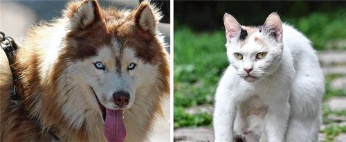 Nachdem ein Husky in Bernau eine Katze getötet hat, prüfen die Behörden nun Konsequenzen. Der Hund war bereits auffällig. Foto Montage Symbolbilder IMAGO
