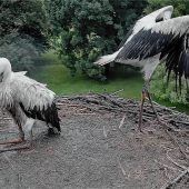 Zu nass: Storch-Abflug hat Verspätung