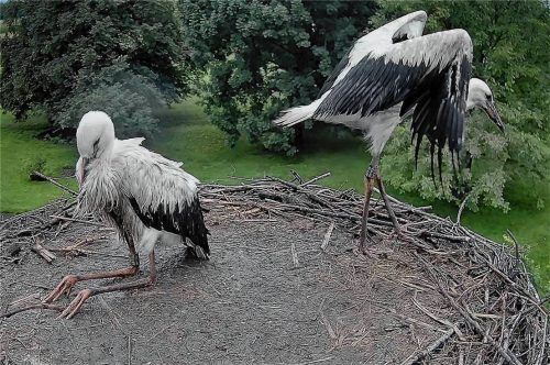 Noch sitzen sie im Nest: Pitti und Platsch sind in den letzten Vorbereitungen vor ihrem Jungfernflug. Foto Kock