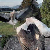 Pitti und Platsch haben es gewagt