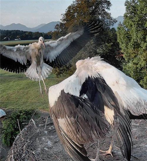 Platz da, ich möchte landen! Einer der Kolbermoorer Jungstörche kehrt nach dem Ausflug zum Nest zurück. Fotos www.storchennest-kolbermoor.de