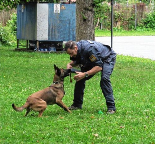 Polizeihauptkommissar Günther G. beim Training mit der 15 Monate alten belgischen Schäferhündin Maggie. Fotos baumann