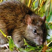 Maßnahmen gegen Ratten
