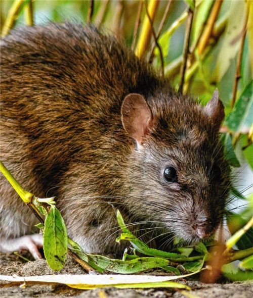 Ratten vermehren sich auch im privaten Garten schnell. Foto Imago