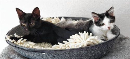 Rebecca und Roxy bringen schon Erfahrung mit. Foto re