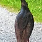 Schwarzstorch zu Gast in Brannenburg