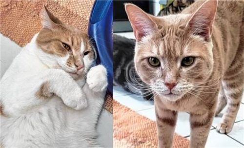 Ted (links) und Twix wollen zusammenbleiben. Foto re