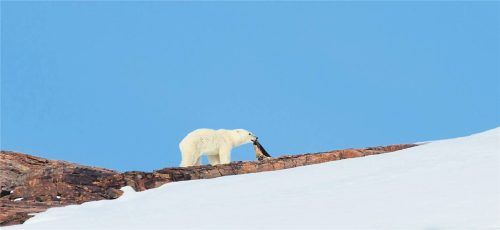 Tierbegegnungen: Inuutas Schlittenhunde (o.), ein Eisbär (gr. F.) und Moschusochsen (r.). Fotos Thomas BAuer