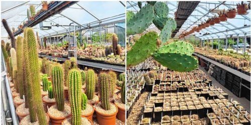 Von der Kultur zum Kaktus: Die Zucht fasziniert Michi Kießling besonders. Fotos Birkhof