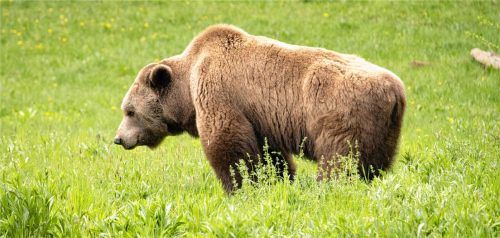 War ein Bär auf der Winklmoos-Alm? Dem LfU liegen jetzt die Ergebnisse vor. Der Bär im Bild ist auf einer Wiese im Bärenwald Müritz unterwegs. Foto picture alliance/dpa | Philipp Brandstädter