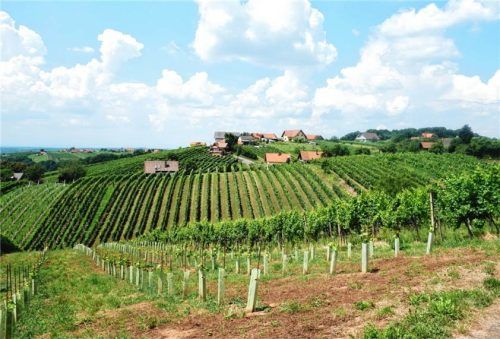 Weinberg Südsteiermark Hötzelsperger