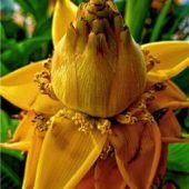 Goldener Tropenflair