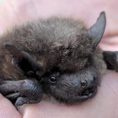 Zu wenige Insekten: Fledermäuse in Gefahr