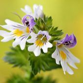 Die Natur hilft bei Linderung und Prävention