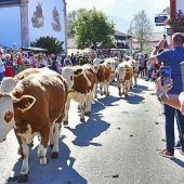 Der Monat der Almabtriebe