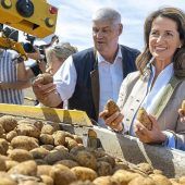 Zikade bedroht Bayerns Kartoffelanbau