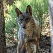 Wolf und Goldschakal sollen ins Jagdrecht