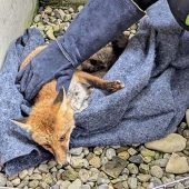 Feuerwehr rettet hilflosen Fuchs