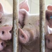 Förder-Stopp im Schweinestall