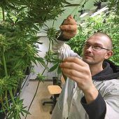 Der Frust der Cannabis-Clubs