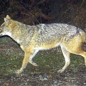 Der Goldschakal, der unbekannte Eindringling