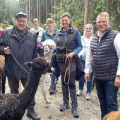 Schwarzes Alphamännchen am Nasenring