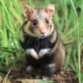 Feldhamster in Gefahr
