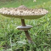 Verräterischer Ring