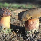 Feine Hexe, böser Satan