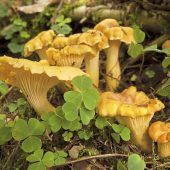 Im Zweifel Lamellentest