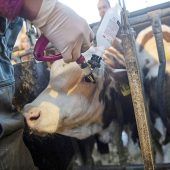 Blauzungen-Seuche breitet sich aus