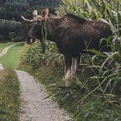 Kommt Elch Emil nach Bayern?