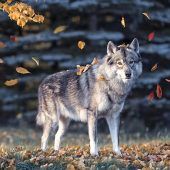 Neue Wolf-Regeln im Frühjahr