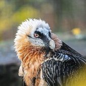 Rekord-Bartgeier gestorben