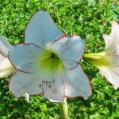Schönheit im Garten
