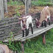 Pause machen immer die anderen