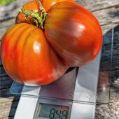 Ein 848 Gramm schweres Ochsenherz