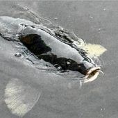 Fotoshooting am Tonwerkweiher