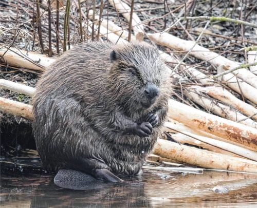 Am Brandbach in der Nähe des Pelhamer Sees befindet sich ein Biber-Revier. Foto IMAGO (Symbolbild)