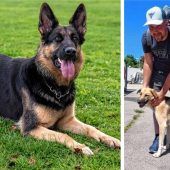 Schäferhundeverein vor dem Aus?