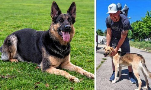 Andreas Klarl ist der Vorsitzende des Rosenheimer Schäferhundevereins. Dieser feiert sein 100-jähriges Bestehen. Doch die Zukunft ist ungewiss. Fotos dpa/privat