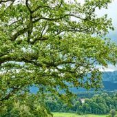 Waldkindergarten abgelehnt