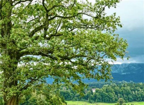 Bedrohung durch Schädlinge: Bei dieser Eiche zwischen Hiensdorf und Marwang wurden 178 Nester des Eichenprozessionsspinners entfernt. Foto Nistler
