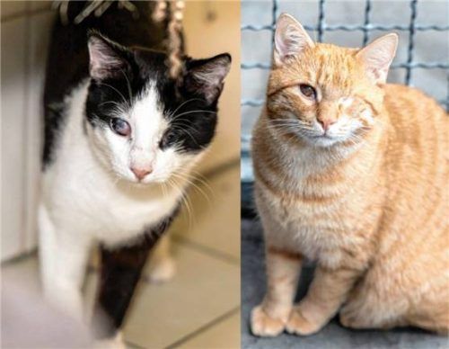 Carlo und Campina (rechts) suchen ein Zuhause. Foto re