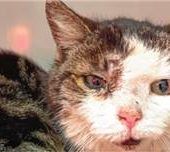 Getigerte Katze gefunden