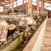 Tiergerecht füttern mit dem Feedstar-Futterband