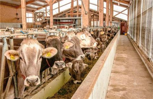 Das Futterband von Feedstar reduziert den Arbeitsaufwand beim Füttern.Foto Eder