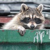Gefährliche Eindringlinge